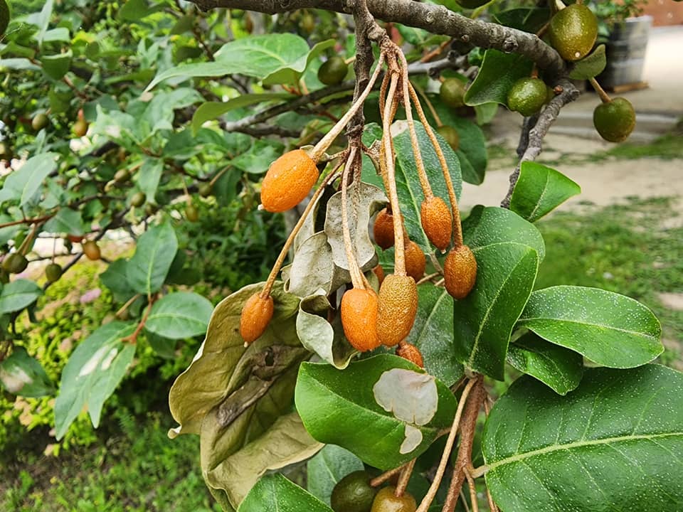 Tree fruit along the path