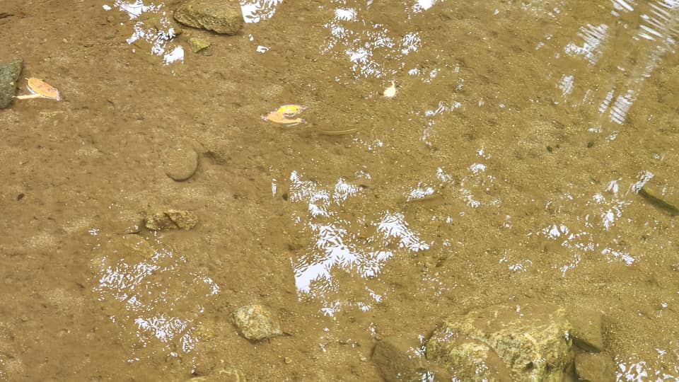 Pececillos del templo Magoksa